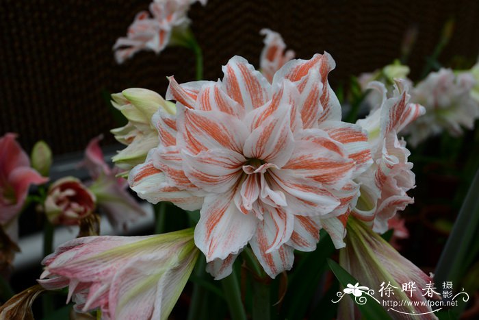 朱頂紅Hippeastrum rutilum