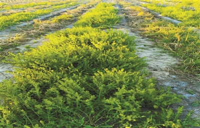 花花柴：鹽堿地改良的優(yōu)勢草